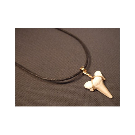 collier dent de requin fossile