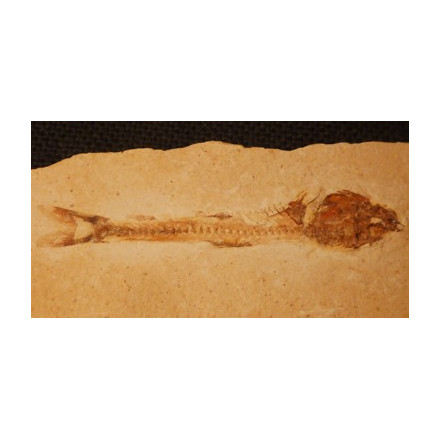 poisson fossile sur calcaire