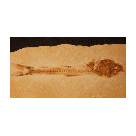 poisson fossile