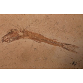 fossile dastilbe elogantus