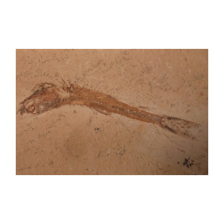 fossile dastilbe elogantus