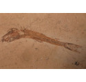 fossile dastilbe elogantus