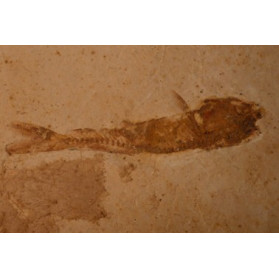 poisson fossile dastilbe elogantus