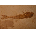 poisson fossile dastilbe elogantus