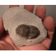 Trilobite fossile noir sur gangue