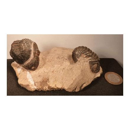 Deux Trilobites fossiles sur gangue