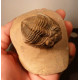 Trilobite 