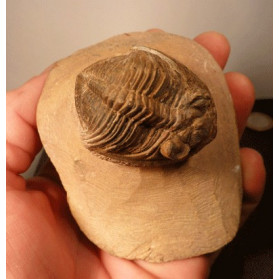 Trilobite