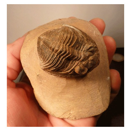 Trilobite 