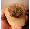 Trilobite