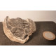 Trilobite ancien animal marin