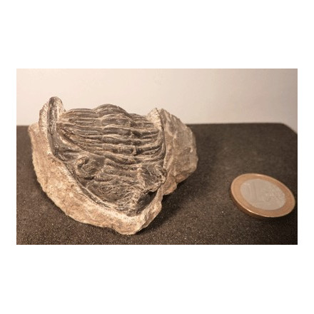 Trilobite ancien animal marin