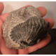 Trilobite fossile sur gangue calcaire