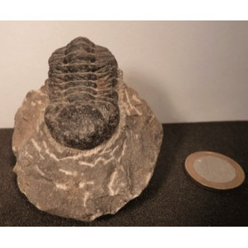 Trilobite