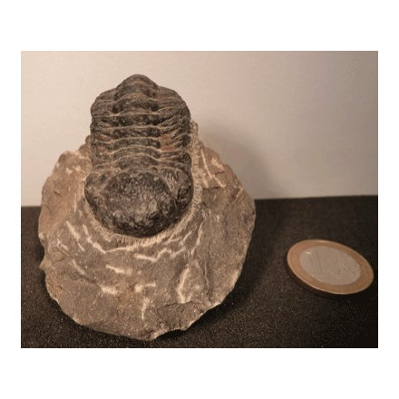 Trilobite ancêtre du scorpion