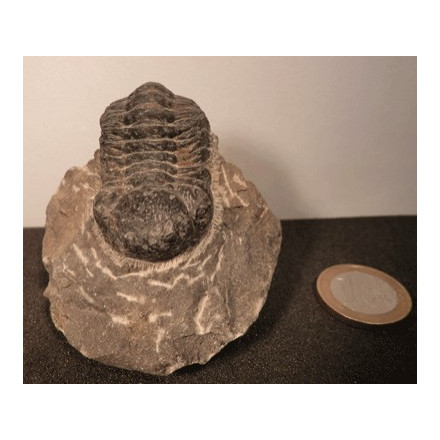 Trilobite