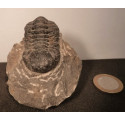 Trilobite