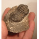 Trilobite fossile originaire du MAroc
