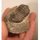 Trilobite