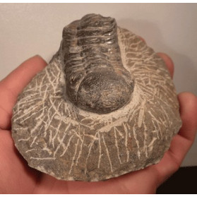 Trilobite fossilisé du desert marocain