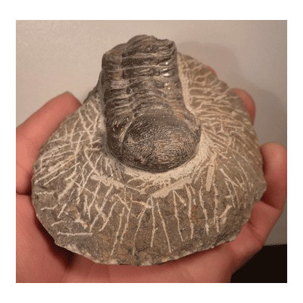 Trilobite fossilisé du desert marocain