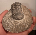 Trilobite