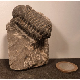 Trilobite Fossile authentique