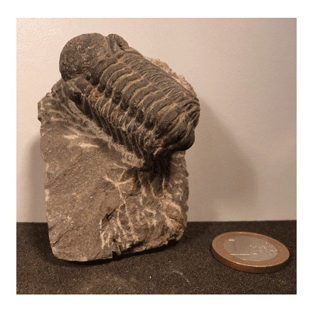 Trilobite Fossile authentique