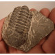 Trilobite