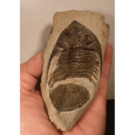 Trilobite fossile animal marin