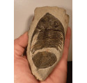 Trilobite