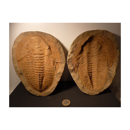 grand trilobite phacops deux faces