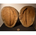 grand trilobite phacops