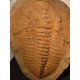 grand trilobite phacops