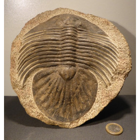 grand trilobite du maroc