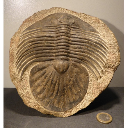 grand trilobite du maroc