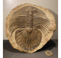 grand trilobite du maroc