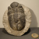 trilobite fossile