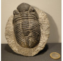 trilobite fossile