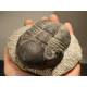 trilobite fossile