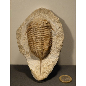 trilobite fossile