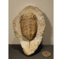 trilobite fossile