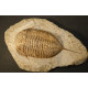 trilobite fossile