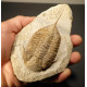 trilobite fossile