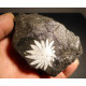 chrysanthéme stone