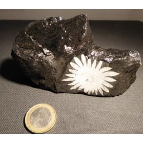chrysanthéme stone