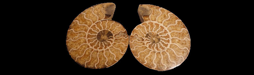 AMMONITES